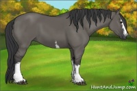 Horse Color:White Spotted Grullo