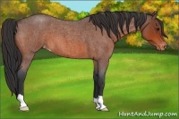 Horse Color:Bay Roan Appaloosa 