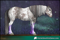 Horse Color:White Spotted Chocolate Grullo Tobiano and White Spotted Grullo