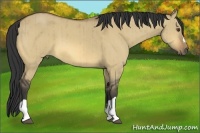 Horse Color:Buckskin Dun Brindle 
