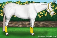Horse Color:Brown Appaloosa