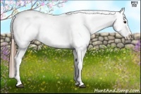 Horse Color:Buckskin Appaloosa