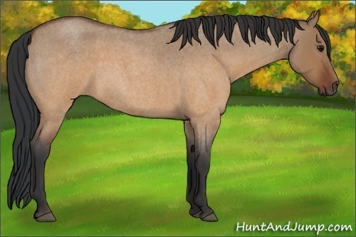 Horse Color:Brown Roan Dun 