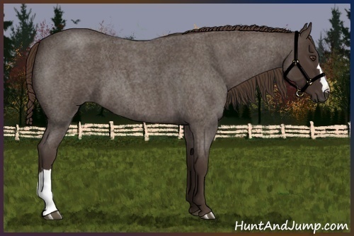 Horse Color:Liver Red Roan 