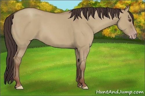 Horse Color:Classic Champagne Dun