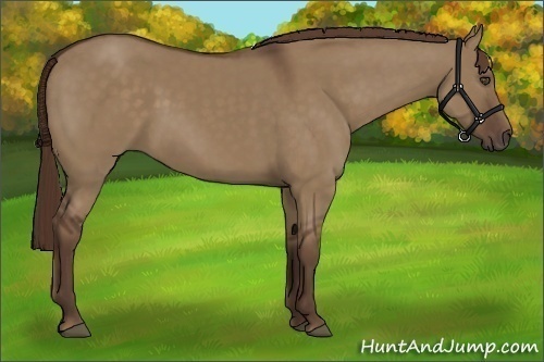 Horse Color:Liver Red Dun 