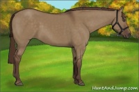 Horse Color:Liver Red Dun 