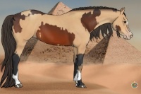 Horse Color:Bay  and Amber Champagne 