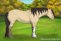 Horse Color:Amber Champagne Dun 