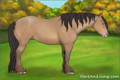 Horse Color:Amber Champagne