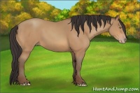 Horse Color:Amber Champagne 