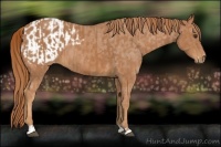 Horse Color:Chestnut  and Chestnut Blanket 