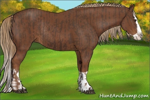 Horse Color:Liver Chestnut Splash  and Chestnut Splash Rabicano 