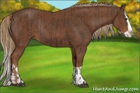 Horse Color:Liver Chestnut Splash and Chestnut Splash Rabicano