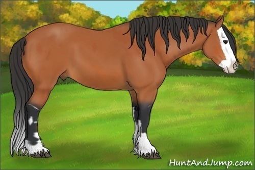 Horse Color:Bay and Bay Splash
