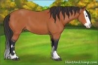 Horse Color:Bay and Bay Splash