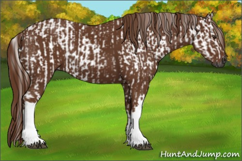 Horse Color:Gray Chestnut  and Gray Chestnut 