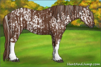 Horse Color:Gray Chestnut and Gray Chestnut