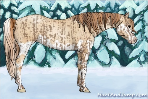 Horse Color:Classic Champagne  and Classic Champagne Pearl Splash 