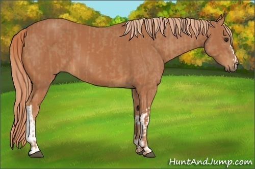 Horse Color:Chestnut and Chestnut