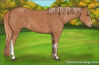 Horse Color:Chestnut  and Chestnut 