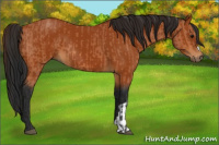 Horse Color:Bay  and Gray Bay 