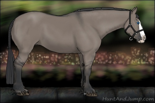 Horse Color:Grullo Splash 
