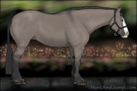 Horse Color:Grullo Splash 