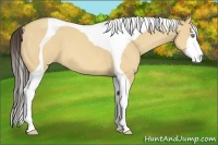 Horse Color:Amber Champagne Dun Tobiano 