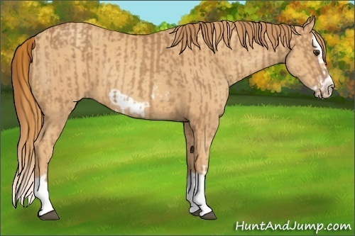 Horse Color:Chestnut Splash Frame and Gold Champagne Splash Frame