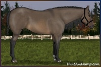 Horse Color:Brown Dun 