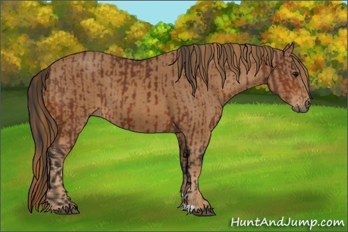 Horse Color:Bay  and Chestnut 