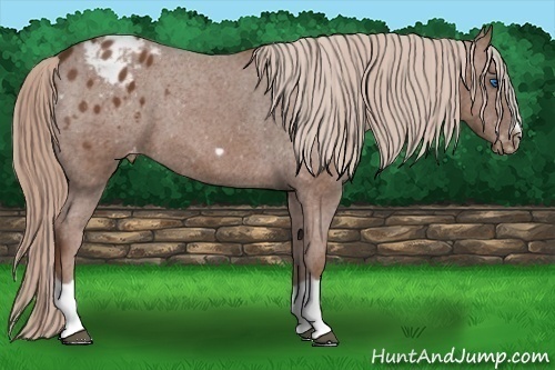 Horse Color:Chestnut Splash Frame Appaloosa Rabicano 