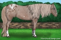 Horse Color:Chestnut Splash Frame Appaloosa Rabicano 