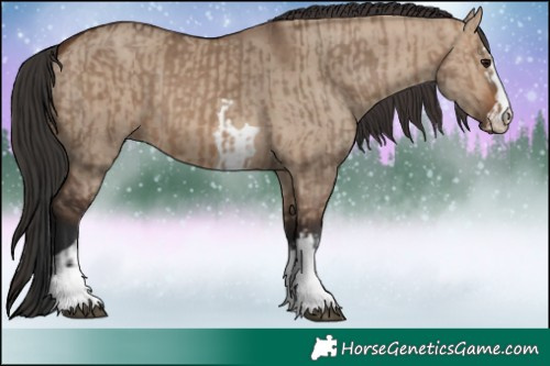 Horse Color:Brown Dun and Brown Dun