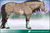 Horse Color:Brown Dun  and Brown Dun 
