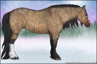 Horse Color:Bay Dun  and Bay Dun 