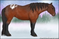 Horse Color:Brown Appaloosa and Brown Appaloosa
