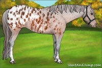 Horse Color:Brown Appaloosa and Brown Appaloosa
