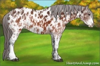 Horse Color:Brown Appaloosa and White Spotted Brown Appaloosa