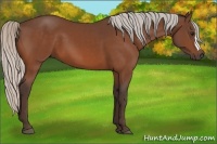 Horse Color:Silver Bay 