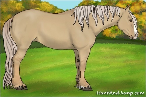 Horse Color:Palomino Dun Splash