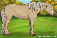 Horse Color:Palomino Dun Splash