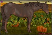 Horse Color:Liver Chestnut  Brindle