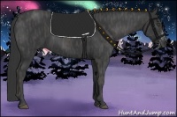 Horse Color:Black  Brindle