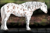 Horse Color:Brown Appaloosa  and Silver Brown Appaloosa 