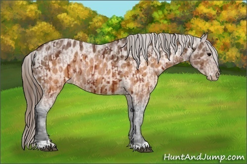 Horse Color:Brown Appaloosa and Buckskin Appaloosa