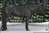 Horse Color:Black  Brindle