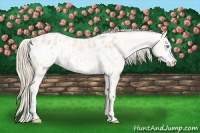 Horse Color:Perlino Blanket  and Perlino Frame Blanket 
