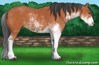 Horse Color:Bay Sabino 
